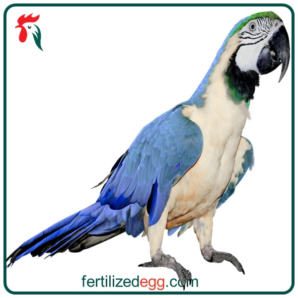 تخم نطفه دار طوطی سانان